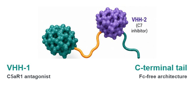 Elaranen bispecific VHH, C5aR1 antagonist and C7 inhibitor domains joined by an Fc-free linker